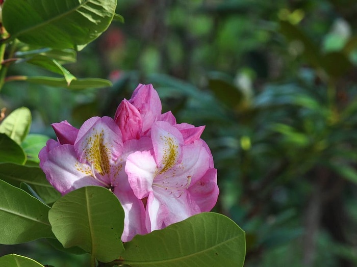 杜鹃花，花，粉色，花，夏天，颜色，丹麦，丹麦