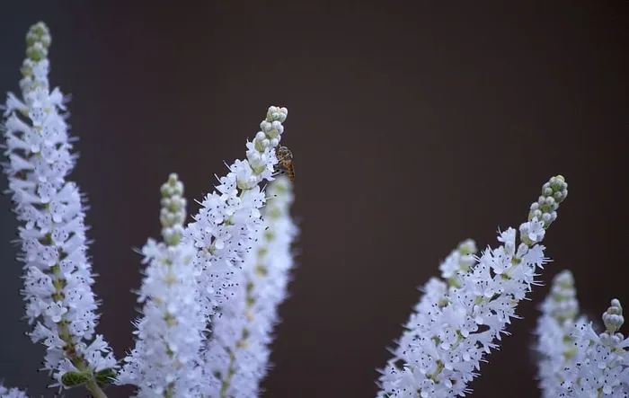 美丽的冬花和昆虫