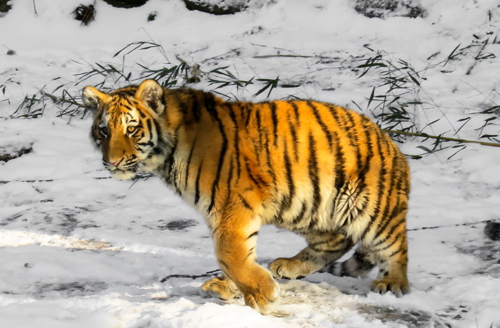 孟加拉虎在雪地上行走