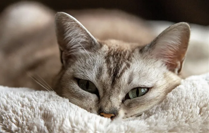 棕色, 虎斑, 猫, 铺设, 白色, 垫子, 动物, 猫眼