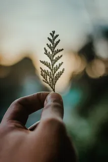 持绿叶者 持绿叶者