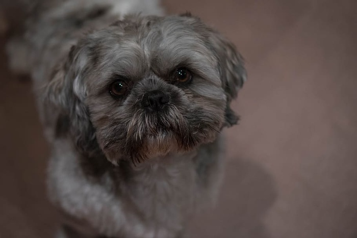 动物，狗，宠物，可爱，可爱，狗，一只动物，家畜