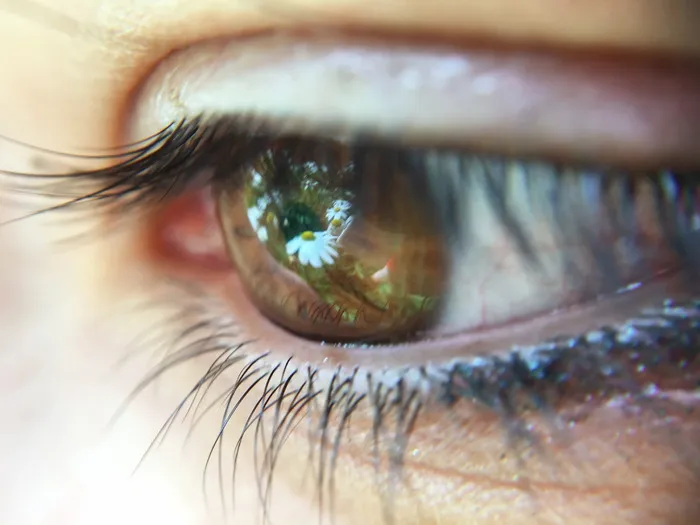 西班牙, Parque nacional de garajonay, 眼睛, 花, 宏, 视网膜, 眼力