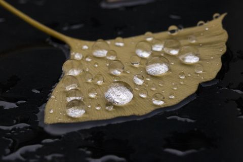 落叶银杏, 雨水, 雨水水滴, 非, 湿, 叶, 排水沟, 厨房用具