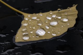 落叶银杏, 雨水, 雨水水滴, 非, 湿, 叶, 排水沟, 厨房用具