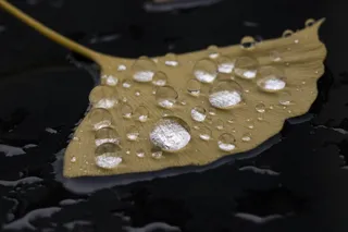 落叶银杏, 雨水, 雨水水滴, 非, 湿, 叶, 排水沟, 厨房用具