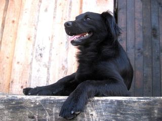 狗，谎言，语言，一种动物，哺乳动物，狗，坐着，看着别处