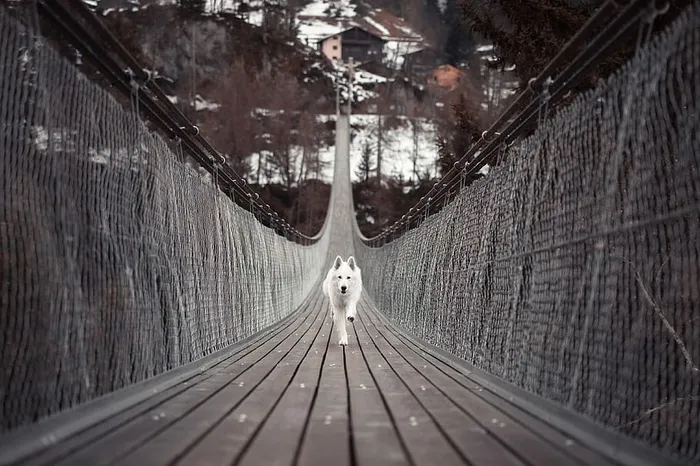 狗在桥上跑