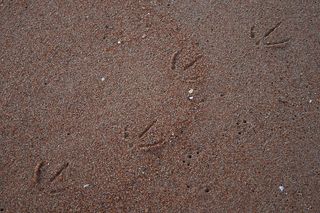 海鸥，海滩，沙子，海岸，足迹，棕色，背景，颗粒状