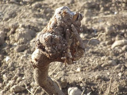 阿尔及利亚，乌尔德·米蒙，创意，创意；，白天，特写，无人，聚焦前景