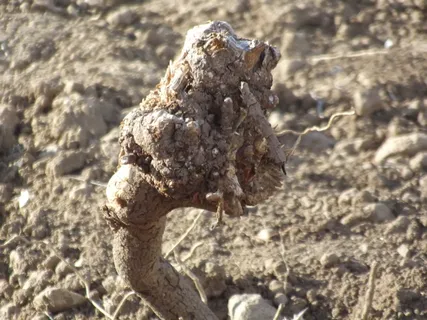 阿尔及利亚,乌尔德·米蒙,创意,创意;,白天,特写,无人,聚焦前景 阿尔及利亚,乌尔德·米蒙,创意,创意;,白天,特写,无人,聚焦前景