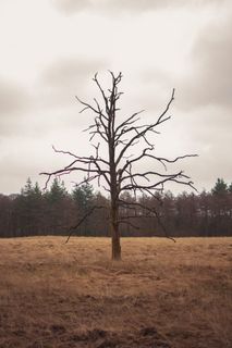 荷兰, veluwe, 树, 森林, 绿色, 死亡, 木材, 自然