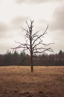 荷兰, veluwe, 树, 森林, 绿色, 死亡, 木材, 自然 荷兰, veluwe, 树, 森林, 绿色, 死亡, 木材, 自然