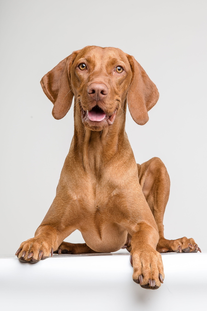 狗，小猎犬，动物，肖像，宠物，谎言，狗，宠物