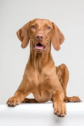 狗，小猎犬，动物，肖像，宠物，谎言，狗，宠物