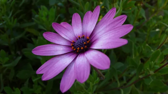 花朵,自然,美丽,紫罗兰,花瓣,非洲雏菊,开花植物,花瓣 花朵,自然,美丽,紫罗兰,花瓣,非洲雏菊,开花植物,花瓣