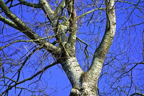 桦木, 树, 白桦树, 树顶, 分支机构, 光秃秃的树枝, 树皮, 秋天的树 桦木, 树, 白桦树, 树顶, 分支机构, 光秃秃的树枝, 树皮, 秋天的树