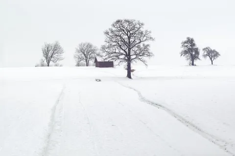 雪地上干燥树木的景观摄影 雪地上干燥树木的景观摄影