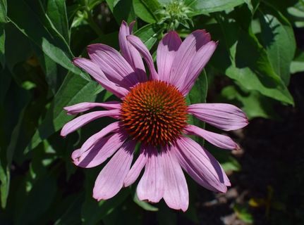 紫锥菊,紫锥菊,圆锥花,药用,花园,夏天,开花,开花 紫锥菊,紫锥菊,圆锥花,药用,花园,夏天,开花,开花