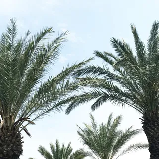 棕榈叶的照片 棕榈叶的照片