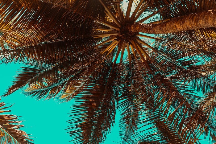 树木，风景，树木，自然，水，云，天空，森林