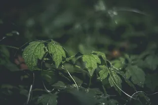 巴西，福尔摩沙，自然，植物，沃尔特，生长，叶，植物部分
