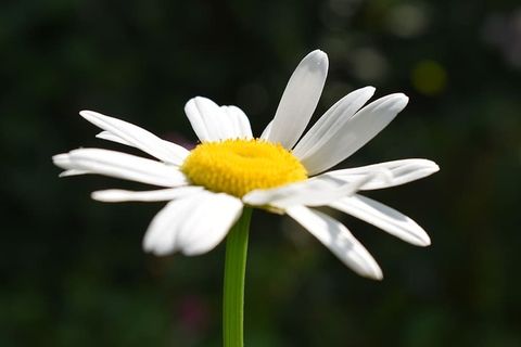 雏菊，开花，开花，植物，开花植物，花，脆弱，脆弱