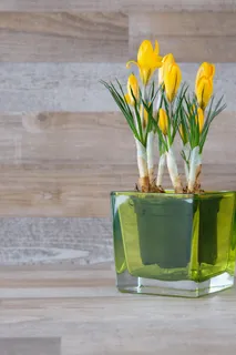 番红花，花朵，黄色，花朵，春花，早花，黄色春花，春天