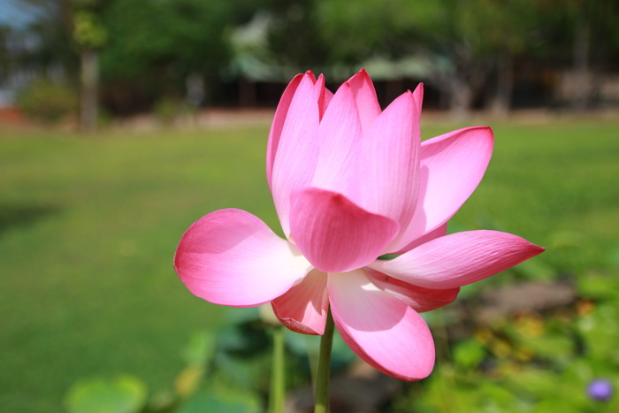 高清照片中的粉红色花瓣花朵