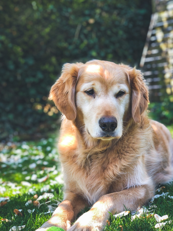 金毛寻回犬，宠物，犬，哺乳动物，动物，肯特郡，英国，植物