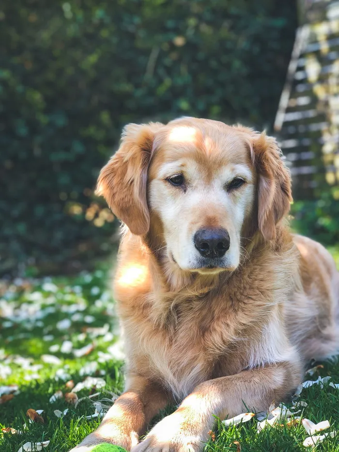 金毛寻回犬，宠物，犬，哺乳动物，动物，肯特郡，英国，植物