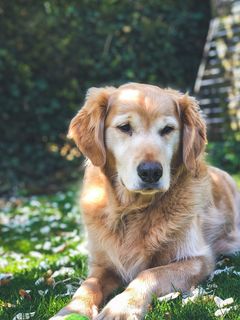 金毛寻回犬，宠物，犬，哺乳动物，动物，肯特郡，英国，植物
