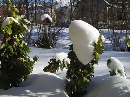 冬天，鸟舍，雪，低温，植物，白色，自然，树木