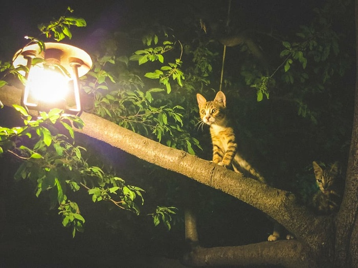 二，灰色，斑猫，猫，树枝，灯，棕色，黑色