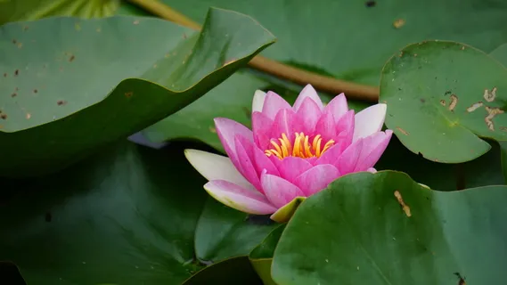 睡莲,花朵,粉色,花朵,花朵,黄体,叶子,湖泊 睡莲,花朵,粉色,花朵,花朵,黄体,叶子,湖泊