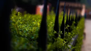 花瓶，植物，罐子，盆栽植物，陶器，绿色，花盆，草药