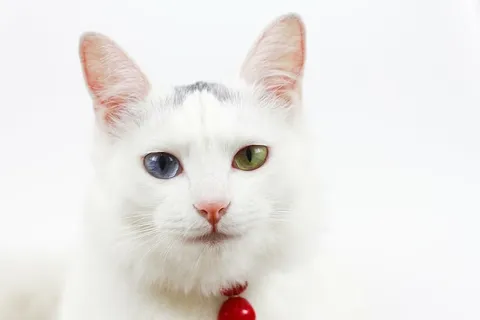 白波斯猫,猫,贝尔,不同颜色的眼睛,细胞化学指标,宠物,家猫,动物 白波斯猫,猫,贝尔,不同颜色的眼睛,细胞化学指标,宠物,家猫,动物