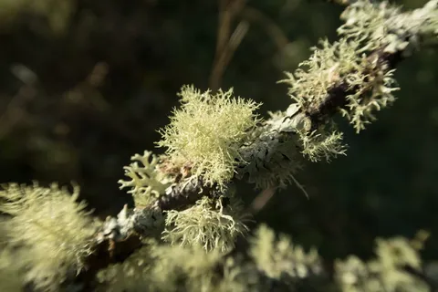 地衣,自然,木材,植物,特写,没有人,美丽的自然,生长 地衣,自然,木材,植物,特写,没有人,美丽的自然,生长