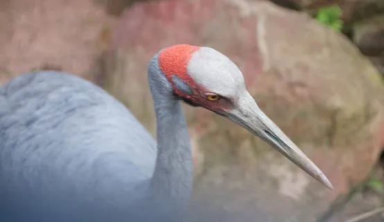 奇异鸟类,鸟类特写,鸟类,动物,动物,特写,动物主题,动物 奇异鸟类,鸟类特写,鸟类,动物,动物,特写,动物主题,动物