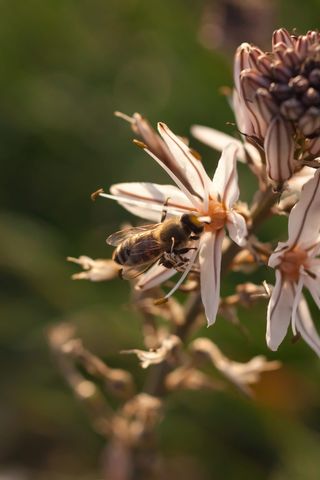 希腊, 阿利莫斯, 帕尼山, 花, 植物, 春天, 自然之美, 非城市场景