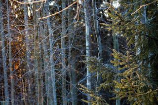 芬兰、埃斯波、森林、阳光、魔法、光、冰、树