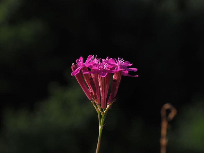 Silene Armeria，Bloom，Bloom，Flower，pink，garden campion，campion，trugdoldig