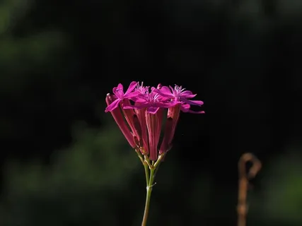Silene Armeria，Bloom，Bloom，Flower，pink，garden campion，campion，trugdoldig
