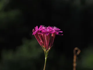 Silene Armeria，Bloom，Bloom，Flower，pink，garden campion，campion，trugdoldig