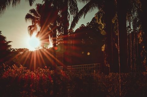 黄金时段的椰子树和植物