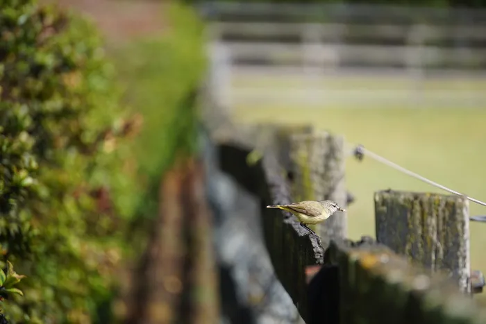 选择性聚焦，白天，自然，无人，植物，户外，聚焦前景，木质材料