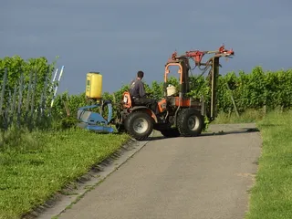 农业, 葡萄酒, 葡萄园, 酿酒师, 桶, 瓶子, 水果, 桶