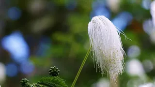 巴厘岛，自然，生长，植物，特写，花卉，关注前景，脆弱性
