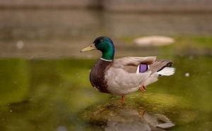 鸟类、动物、水、倒影、野生动物、脊椎动物、野生动物、动物主题