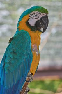 鹦鹉, 坐, 鸟, ara, 美丽, 颜色, 分支, 等待